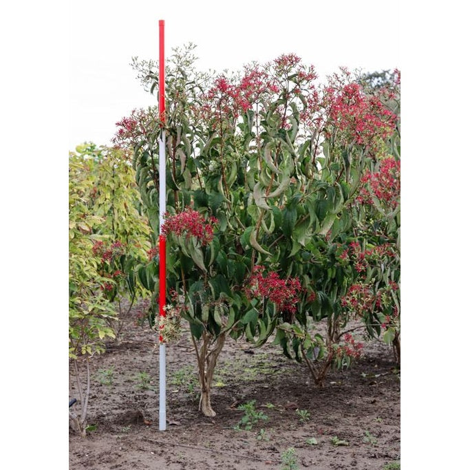 Kaprifol - Heptacodium miconioides 175-200 MS